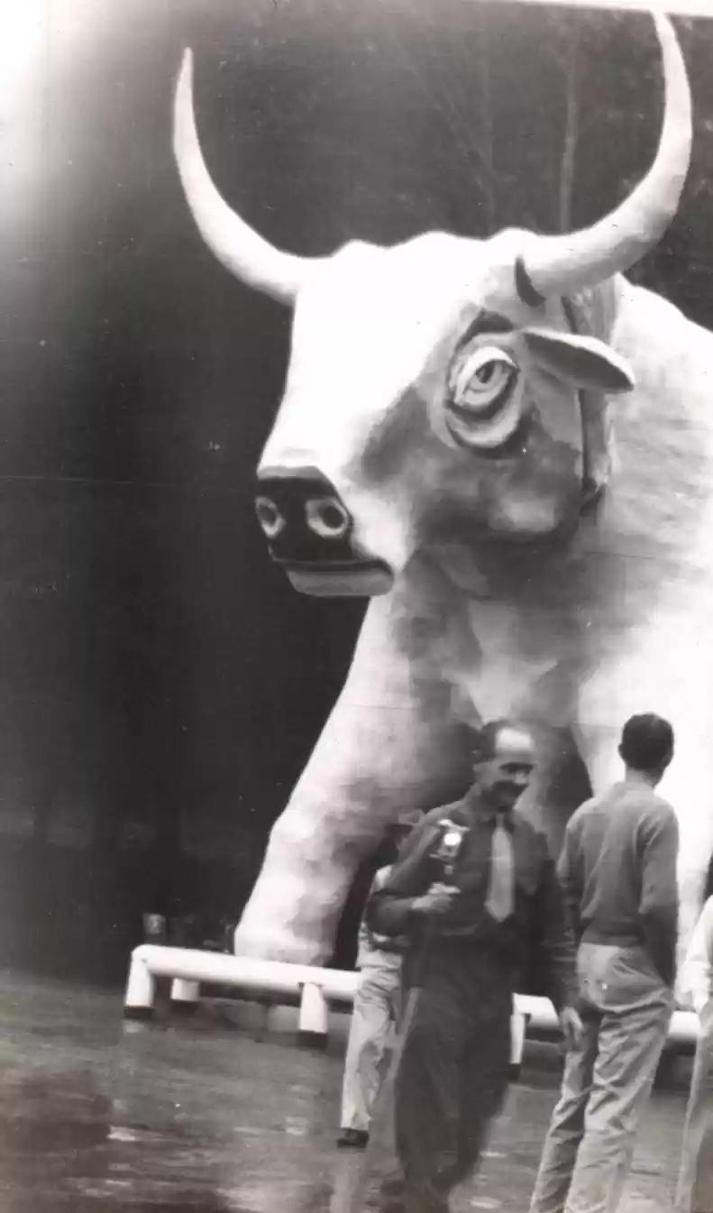 Bull 1